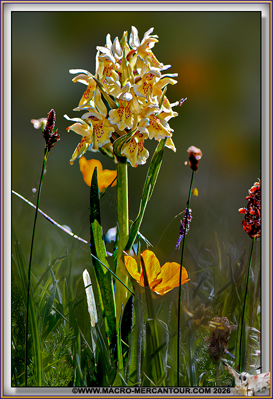 Orchis Sureau